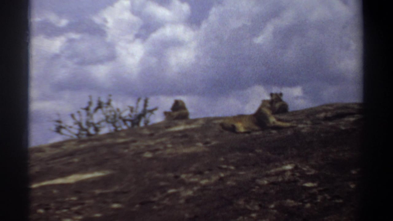 1969 Sudan 8mm frame showing lions resting on a rocky hill under a dramatic cloudy sky.