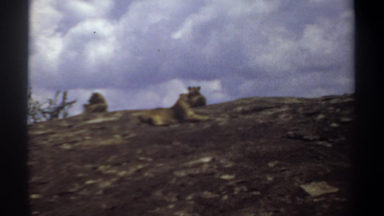 Lions remain on a distant rocky rise under heavy clouds.