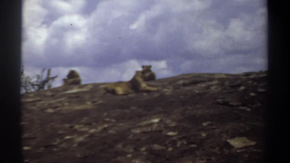 1969 Sudan home-movie frame with lions on a rocky slope, seen through soft 8mm color and dark frame edges.