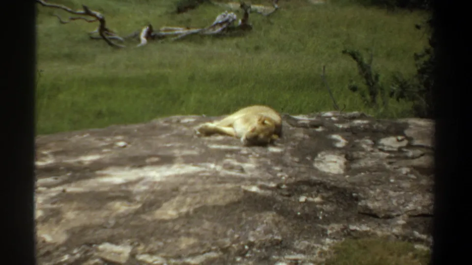 1969 Sudan home-movie frame of a lion lying on a rock ledge with grassland and scattered branches beyond.