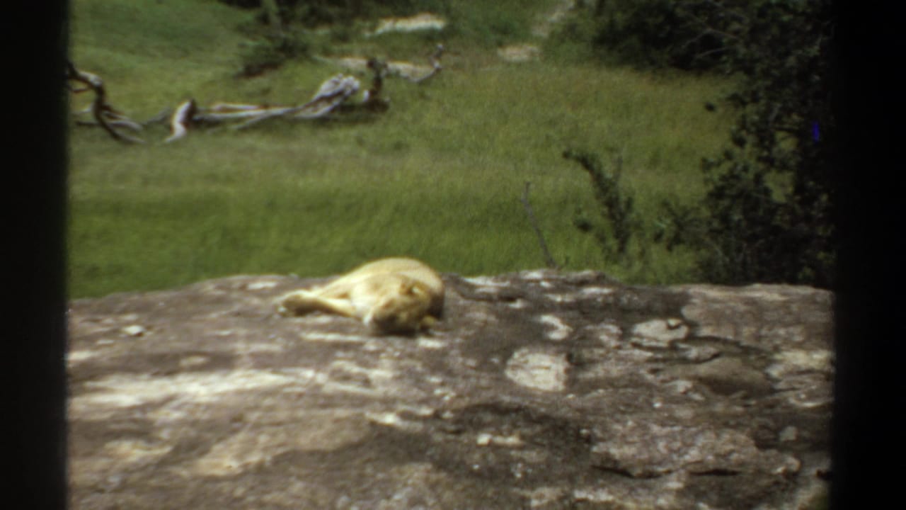 1969 Khartoum home-movie frame showing a tawny lion resting on a rocky zoo ledge behind dark barrier bars, with grass and pale branches in the enclosure.