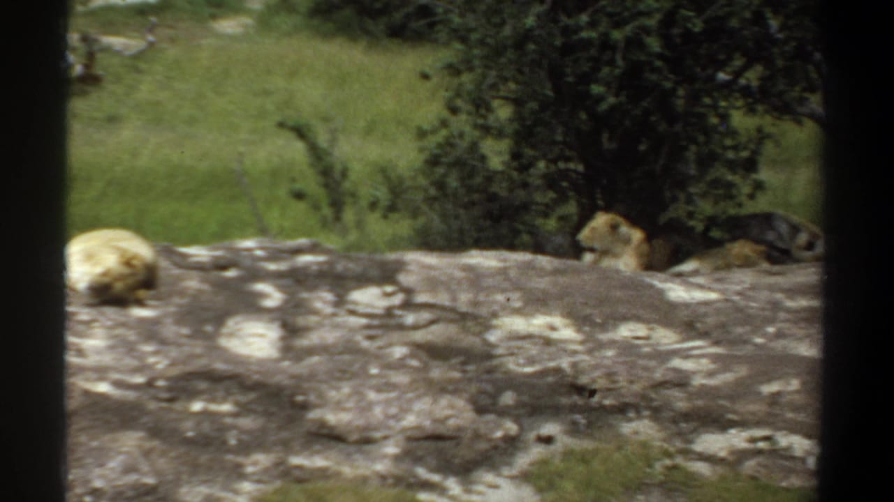1969 Khartoum zoo frame with a lion lying on a rocky ledge near shrubs, seen through dark vertical barrier bars in soft 8mm color.