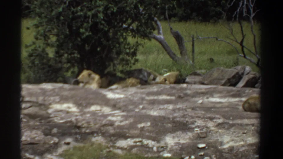 1969 Khartoum zoo frame showing a small pride of lions resting on rocks under trees, viewed from behind a dark barrier in faded 8mm color.