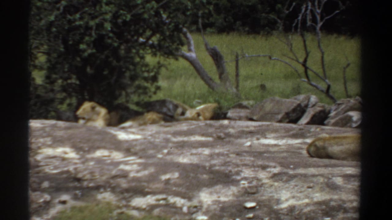 1969 Khartoum home-movie frame showing several lionesses resting on a large rock, seen through dark vertical framing with grass and trees behind.