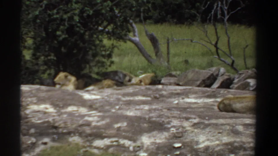 1969 Khartoum home-movie frame showing several lionesses resting on a large rock, seen through dark vertical framing with grass and trees behind.