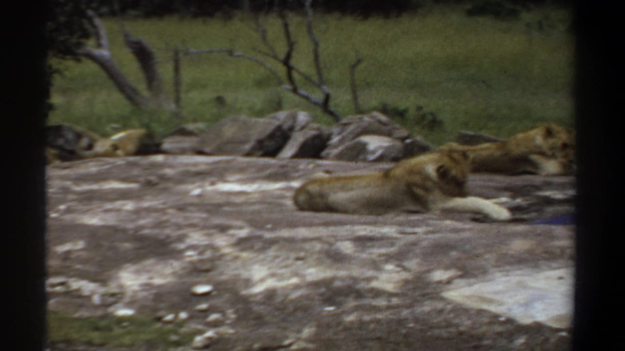 Two lionesses lie on a rock near grass and scattered stones behind a dark frame.