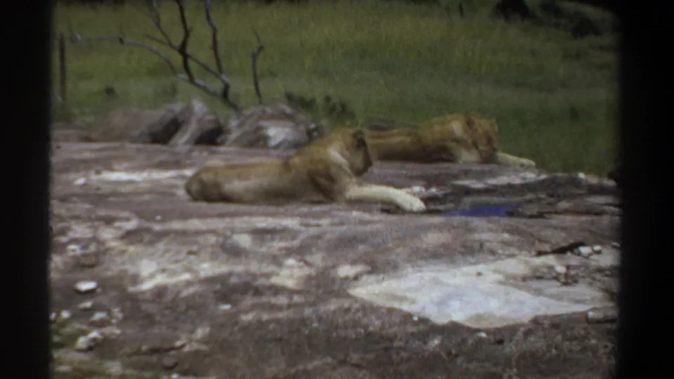 A tawny lioness reclines on the rock in the 1969 Khartoum 8mm footage, with another lion partly visible near grass and stones behind her.