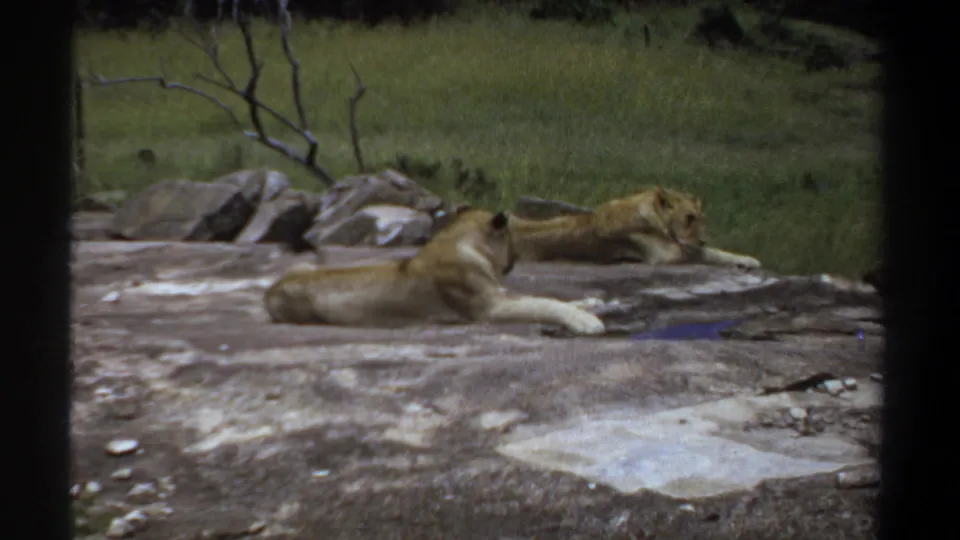 The final 1969 Khartoum frame shows a lioness lying alert on a broad rock, with another lion resting near the grassy background and scattered stones.