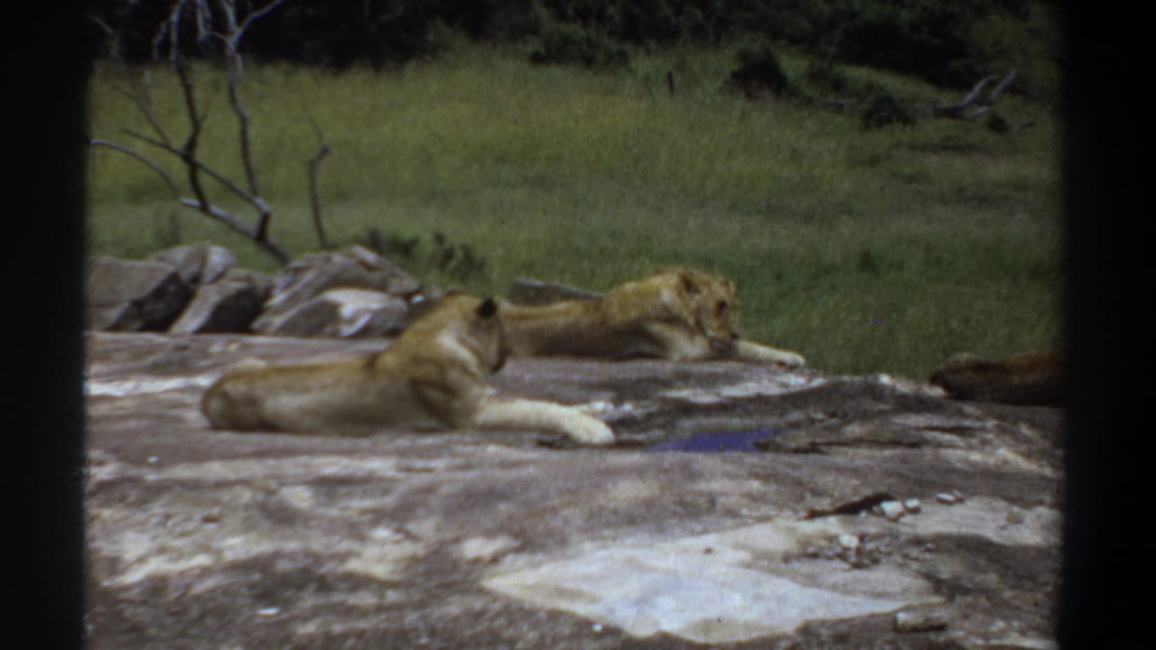 1969 Sudan 8mm frame showing three lions lounging on a broad rock in a grassy area, partly framed by a dark window edge.