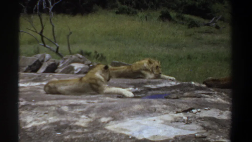 1969 Sudan 8mm frame showing three lions lounging on a broad rock in a grassy area, partly framed by a dark window edge.