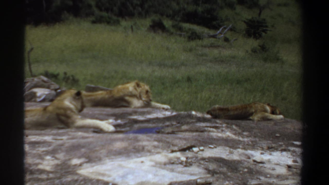 Lions lying on a rock with grass behind them and a dark frame crossing the view.