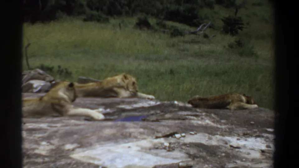 1969 Sudan home-movie frame of lions lounging on a rock, with one animal stretched at right and dark vehicle-like framing in front.