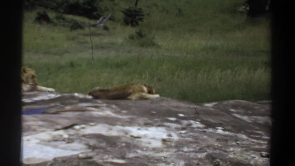 1969 Sudan 8mm frame with the left lion partly cropped and another lion lying on the rock against a grassy background.