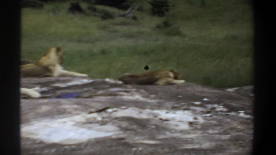 1969 Sudan home-movie frame showing two visible lions resting on a rock, one partly cut off by the camera framing.