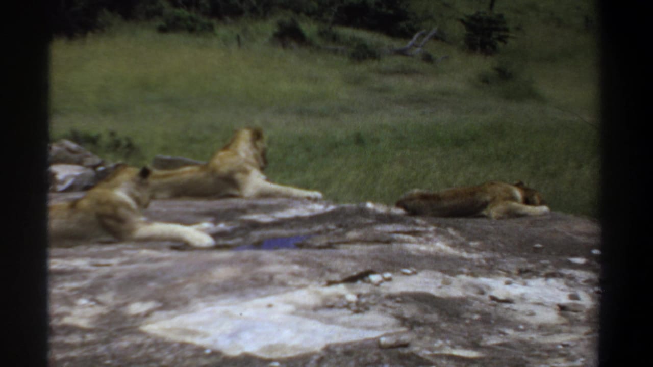 1969 Sudan 8mm frame showing lionesses resting on a rocky surface in a grassy setting, seen through dark vertical borders.