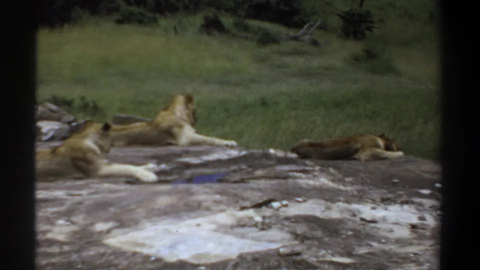1969 Sudan 8mm frame showing lionesses resting on a rocky surface in a grassy setting, seen through dark vertical borders.