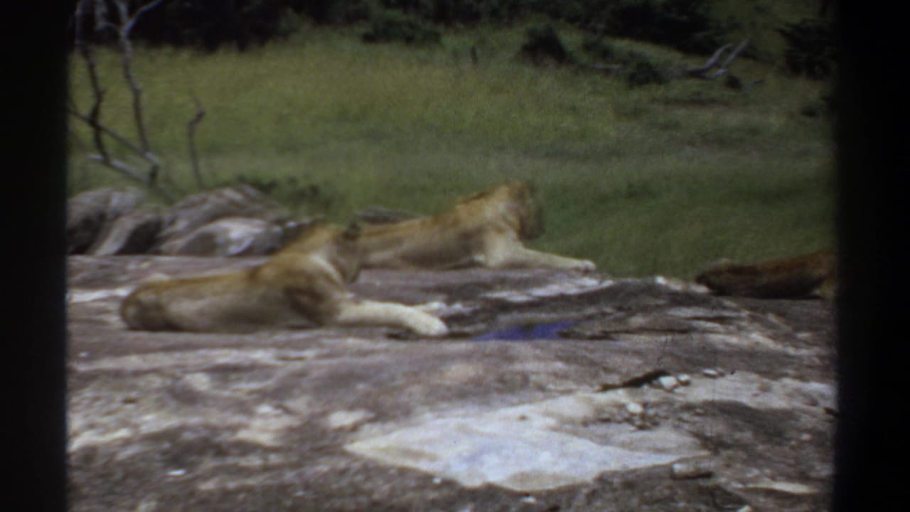 Lionesses remain stretched out on rock with grass and stones behind them.