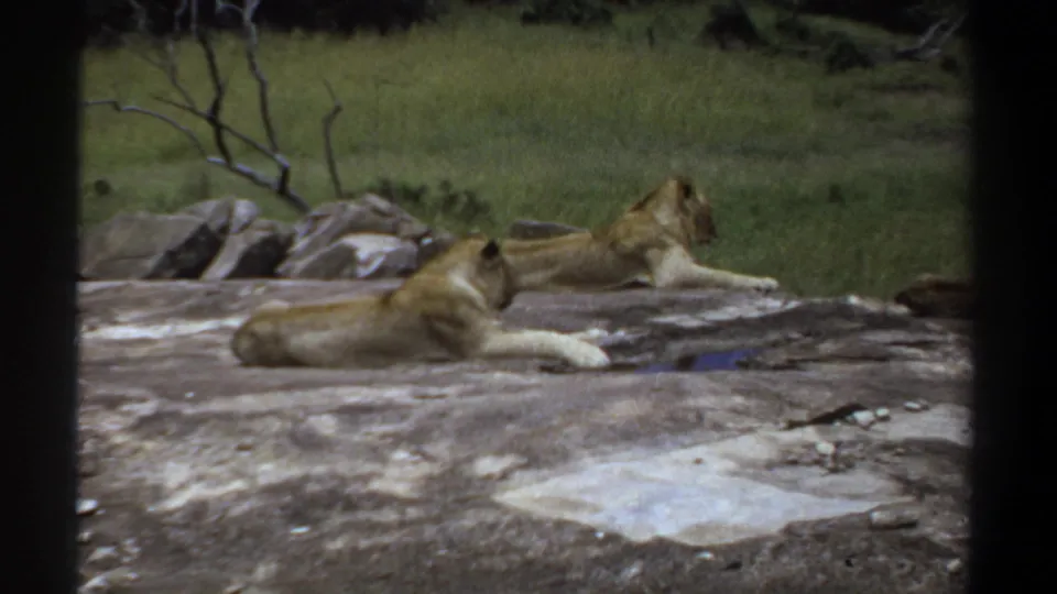 Vintage 8mm frame of one lioness in the foreground and another behind her on rock, with grass and bare branches in the background.