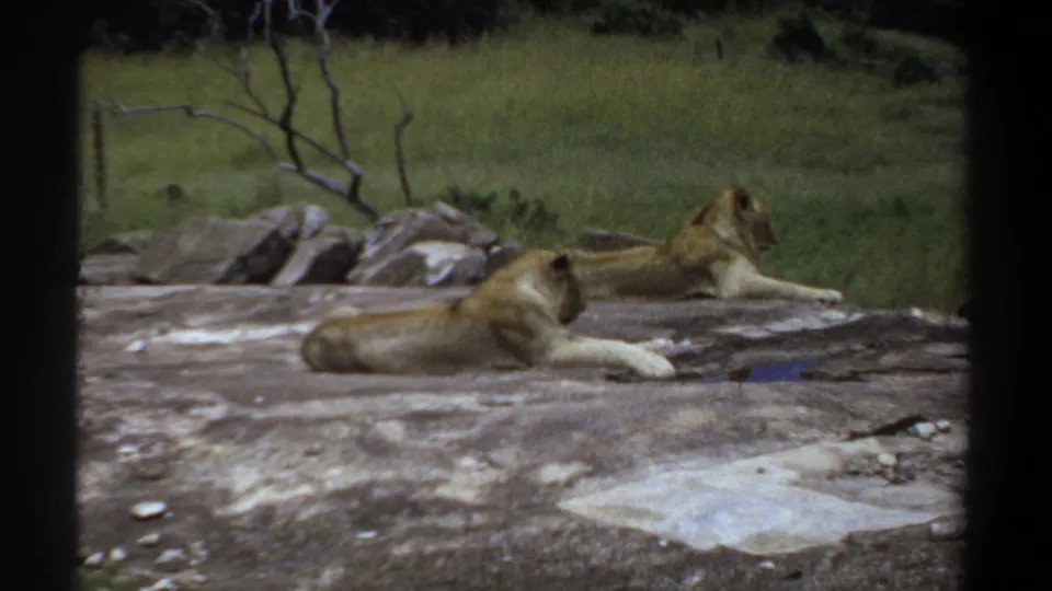 1969 Sudan 8mm frame showing two lionesses resting on a rock amid grass and bare branches, framed by dark vertical edges.