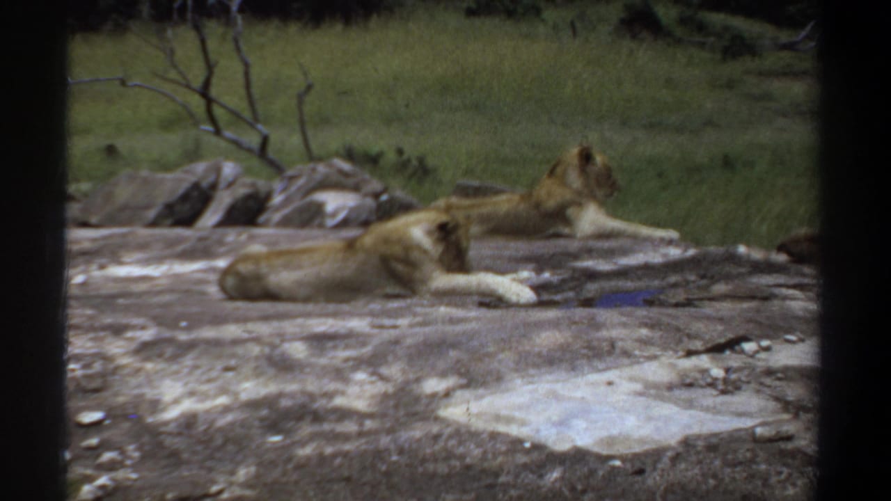 1969 Khartoum 8mm frame showing two lionesses resting on a sunlit rock ledge in a grassy setting.