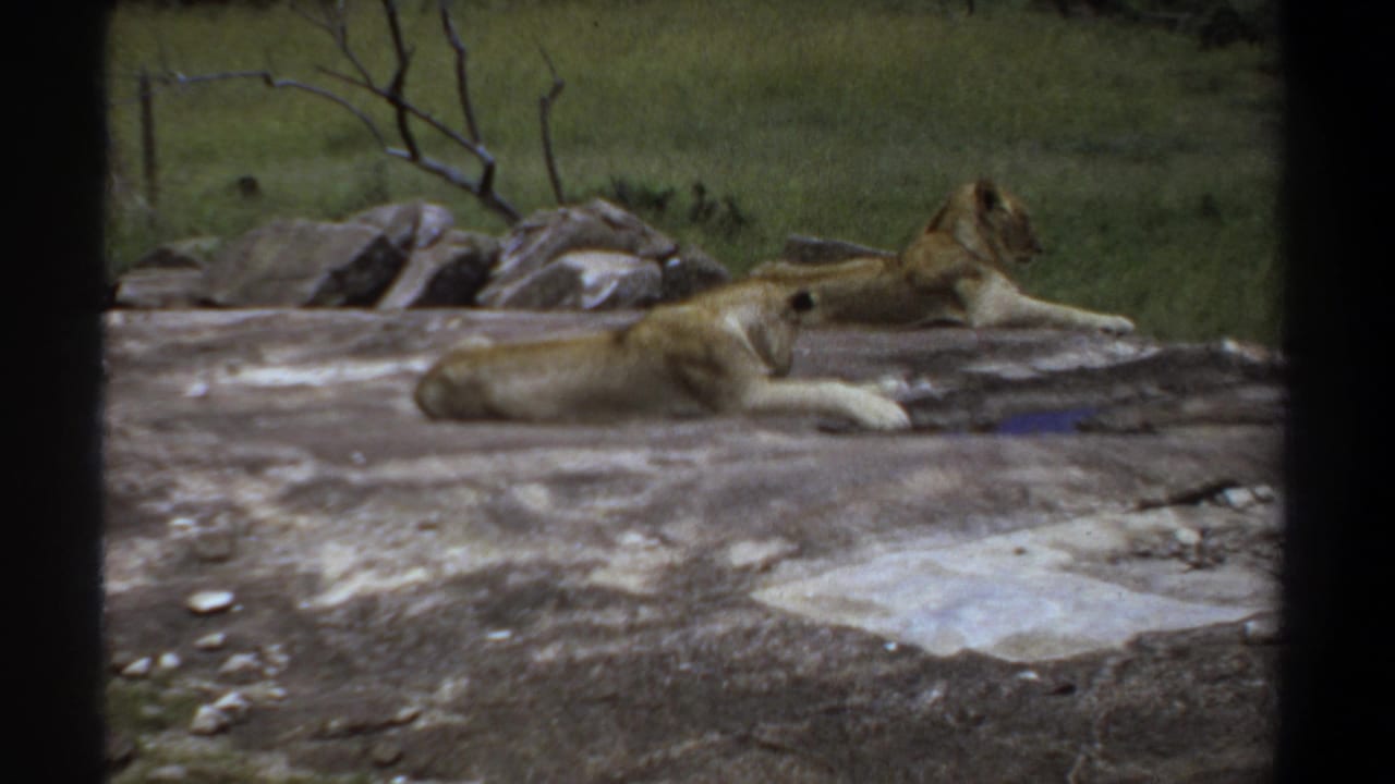 Two lionesses remain stretched out on a rocky surface near grass and stones.