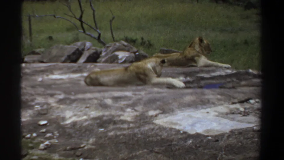1969 Khartoum 8mm footage frame with two lionesses lying calmly on a rough rock ledge.