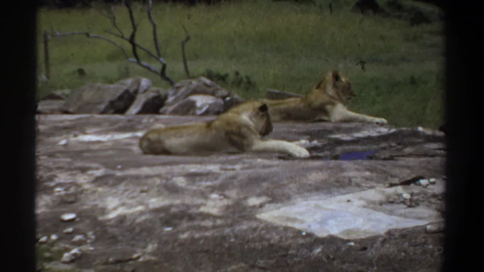 Two lionesses rest on a rock ledge in 1969 Khartoum 8mm home-movie footage, with grass and branches behind.