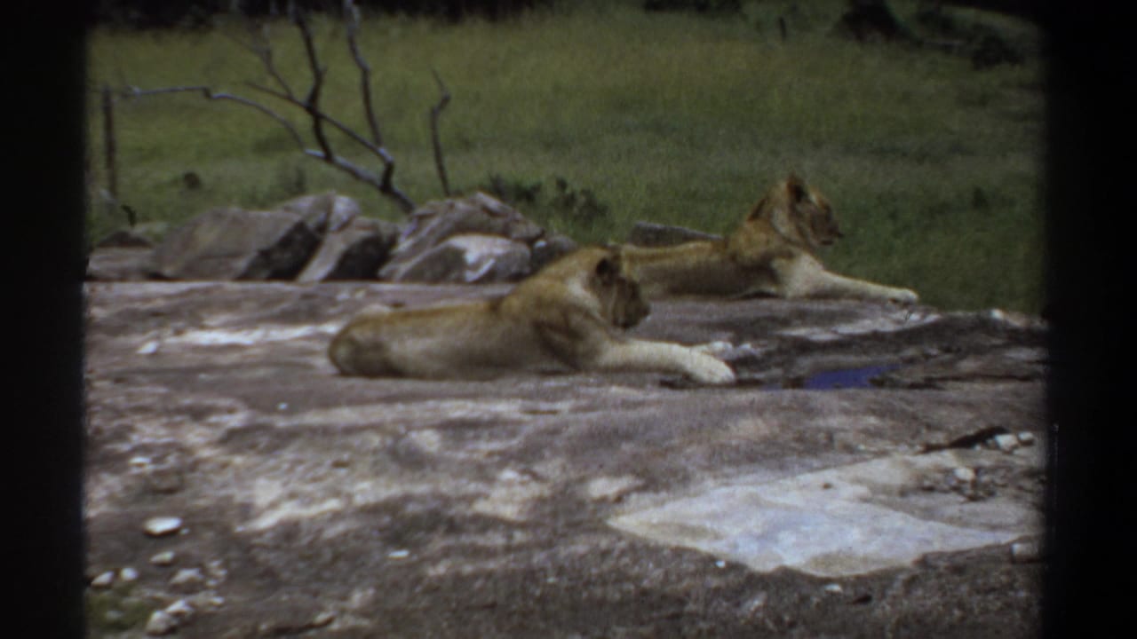 1969 Khartoum home-movie frame showing two lionesses lying on a rock ledge in a grassy enclosure.
