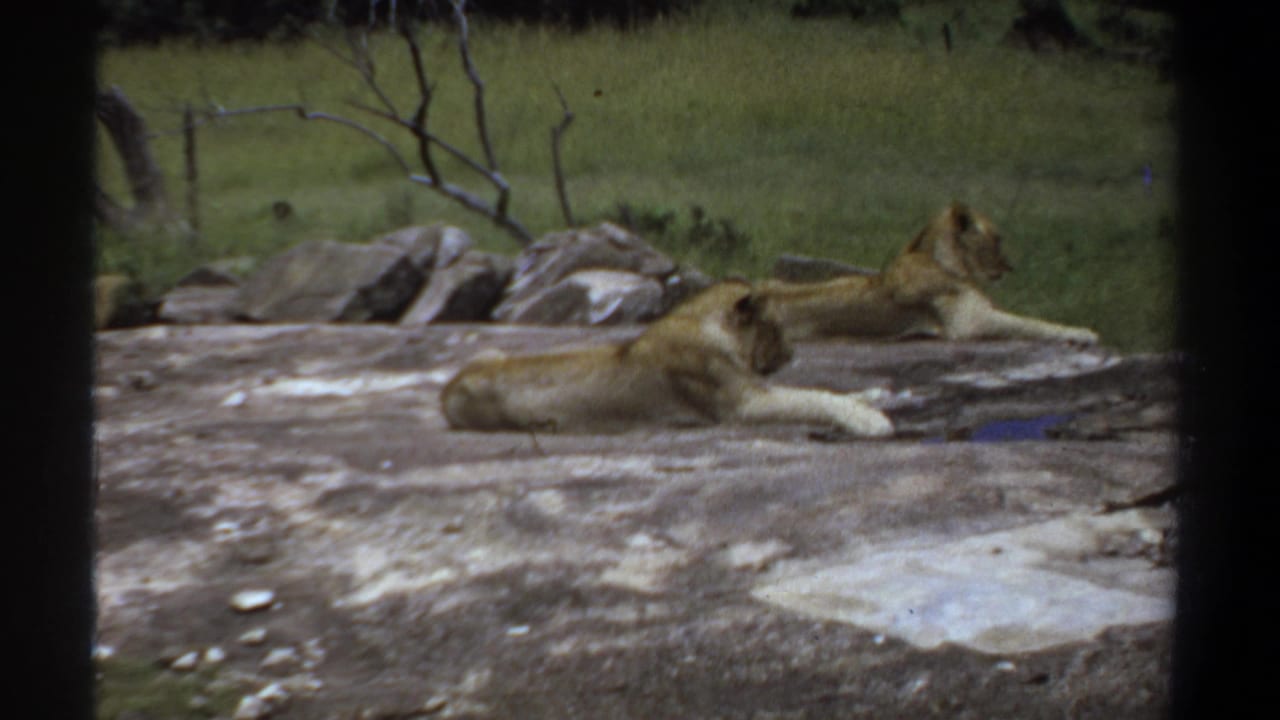 Two lionesses lying on a stone surface, one in front and one farther back.
