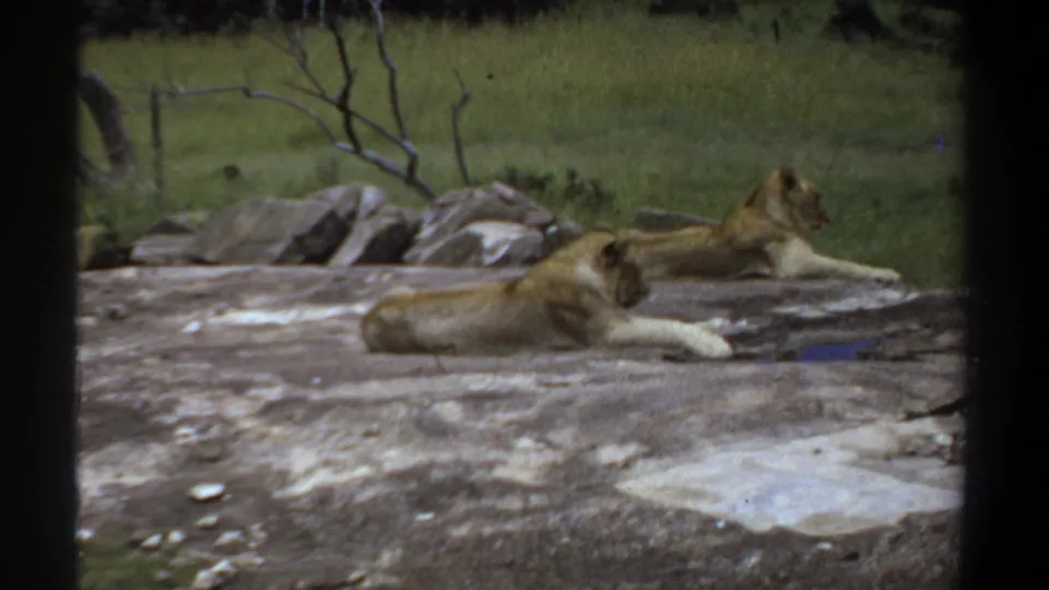 Two lionesses rest in a Khartoum enclosure, framed by dark vertical film borders and muted 8mm color.
