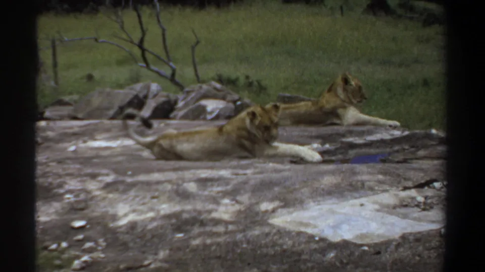 Visitor-shot 8mm frame from Khartoum showing two lionesses resting on rocks in a grassy enclosure.