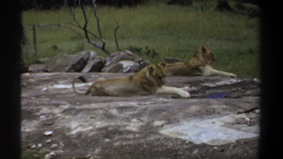 Late-1960s 8mm frame of two lionesses lying on a rock ledge in the Khartoum setting described by the clip metadata.