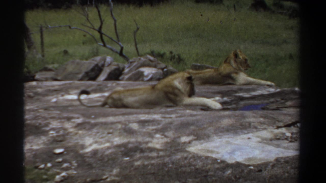 1969 Khartoum home-movie frame showing lionesses lounging on a large rock, seen through dark vertical foreground edges.