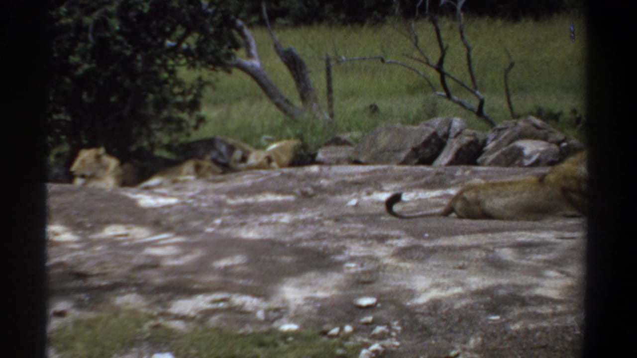 Resting lions spread across a rocky area with grass, trees, and dark framing edges.