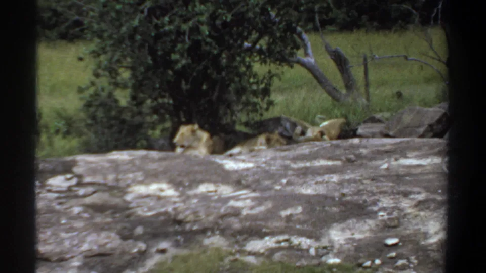 1969 Khartoum 8mm frame showing lions at rest near trees and rocks, with a dark foreground edge partly framing the view.
