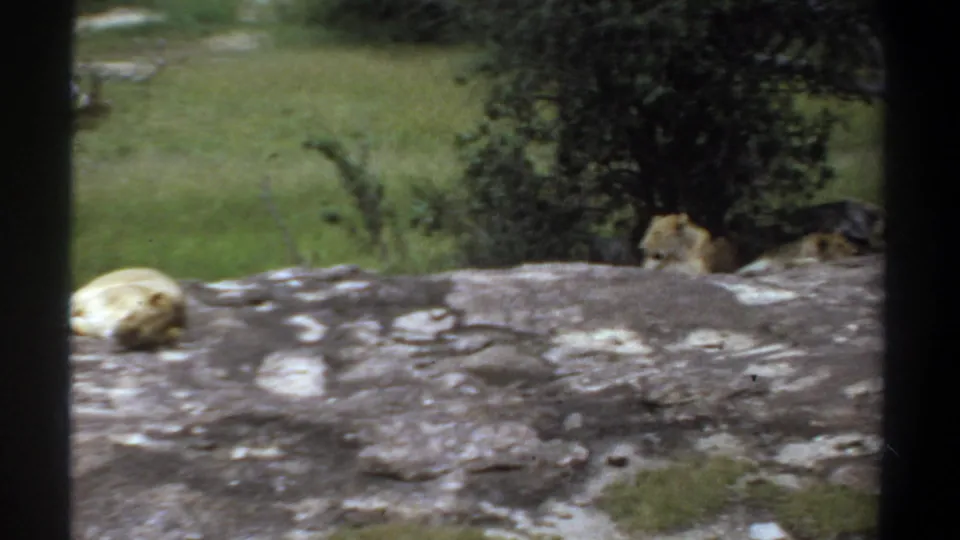 1969 Khartoum home-movie frame with lions resting near trees beyond a large rock surface, softened by 8mm focus and grain.