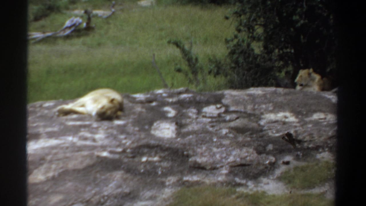 1969 Khartoum 8mm frame showing a lion resting on a broad rock, with grass, shrubs, trees, and dark foreground bars.