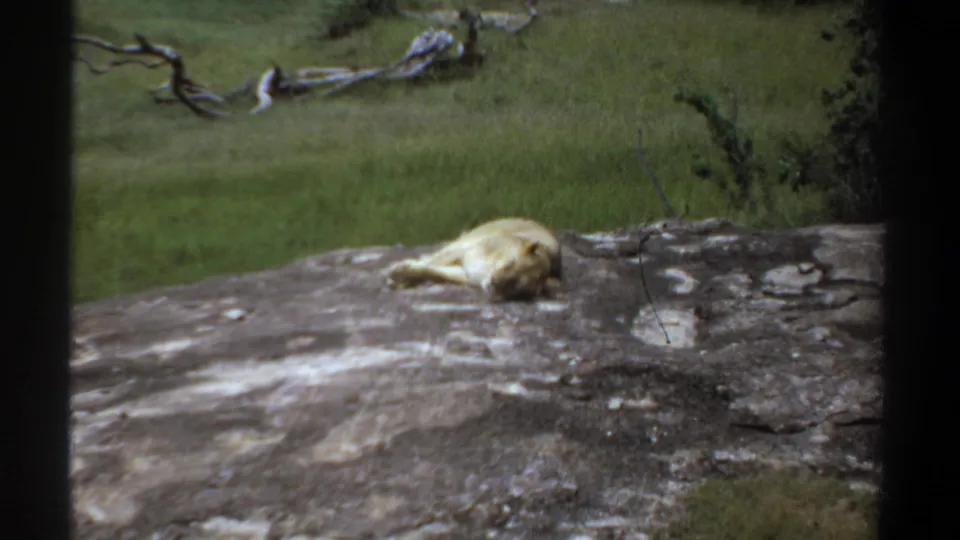1969 Khartoum 8mm frame with a lion lying on a pale rock surface, grass and scattered branches in the background.