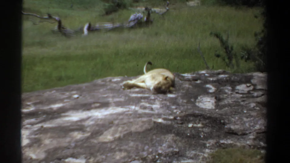1969 Khartoum 8mm frame showing a lion stretched on a rock, with its tail visible against a grassy enclosure backdrop.