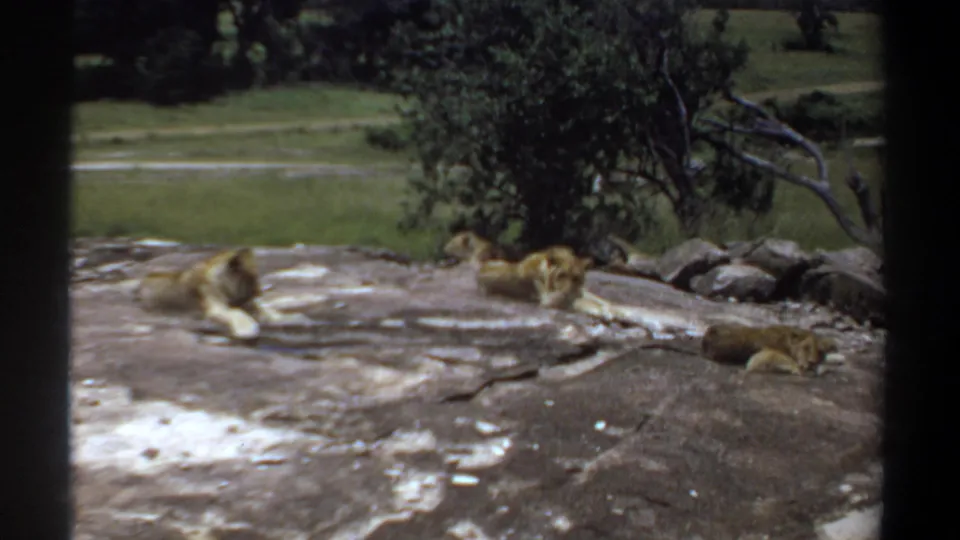 1969 Khartoum 8mm frame showing two lions resting on a rock, with trees, grass, and stones in the enclosure behind them.