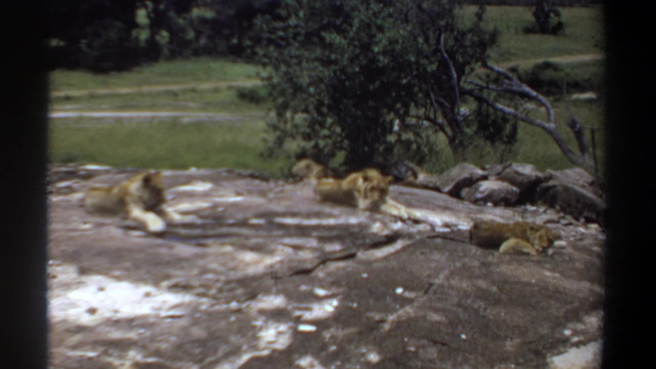 1969 Khartoum home-movie frame showing lions lying on a broad rock, with greenery behind them and dark viewing-frame bars at the sides.