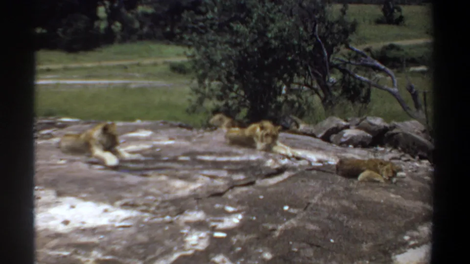 1969 Khartoum home-movie frame showing lions lying on a broad rock, with greenery behind them and dark viewing-frame bars at the sides.