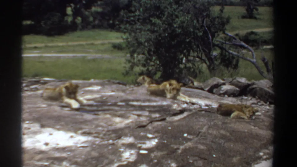 1969 Khartoum footage frame with adult lions and a cub resting on exposed rock, framed by dark borders and a green background.
