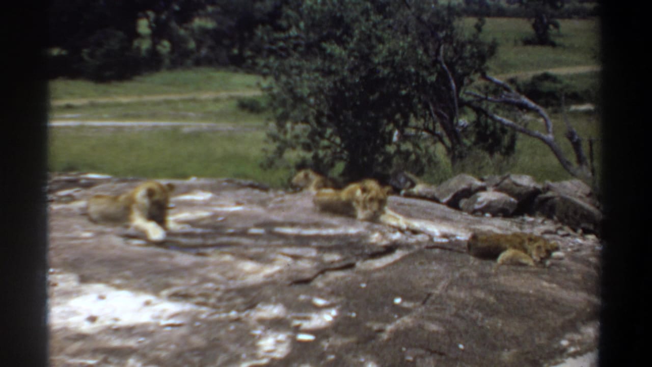 1969 Khartoum 8mm frame showing several tawny lions lying on pale rock beside trees and grassland.