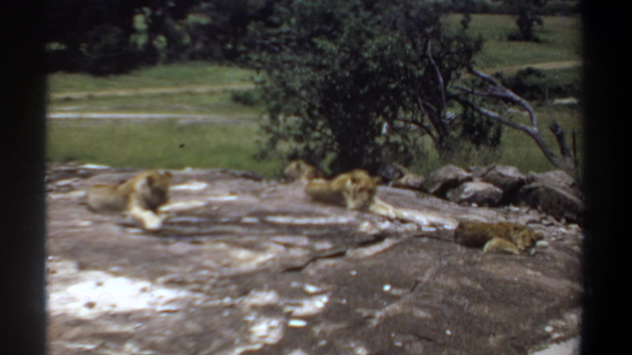 Two lions lie on a rock while another rests near the tree line.