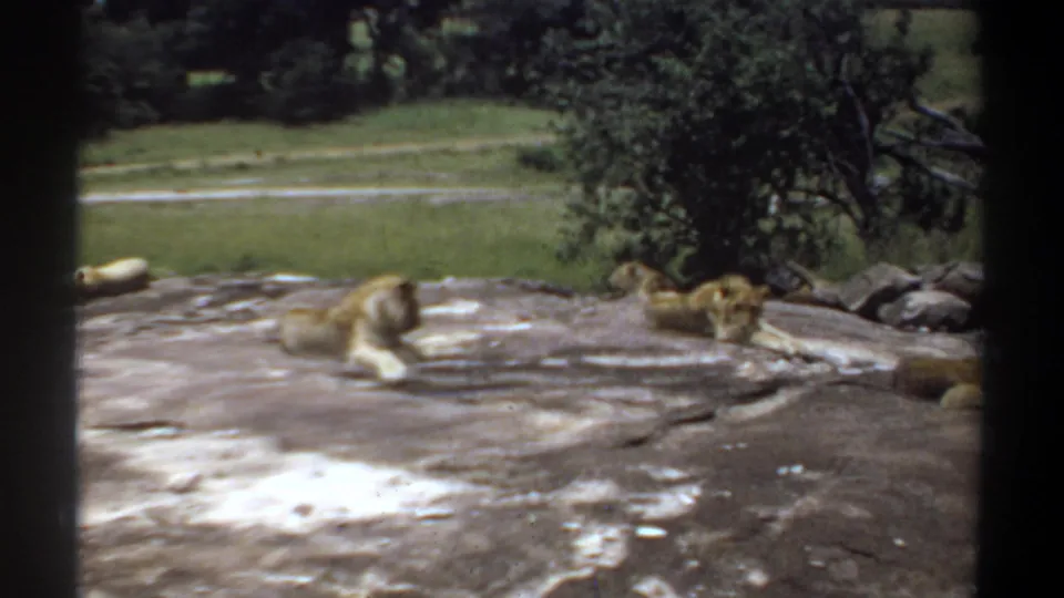 Vintage 8mm frame from Khartoum showing lions resting on a broad rocky area with soft green background detail.