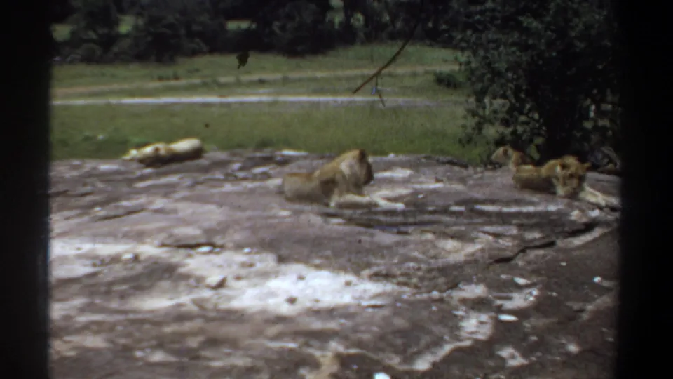 1969 Khartoum 8mm frame showing a small pride of lions resting on rock, with grassy ground and trees behind.