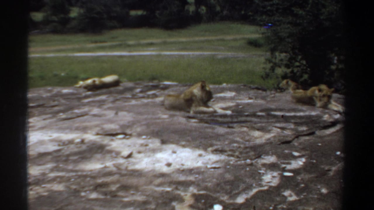 1969 Khartoum 8mm frame showing three lionesses resting on sunlit rock inside a green enclosure.