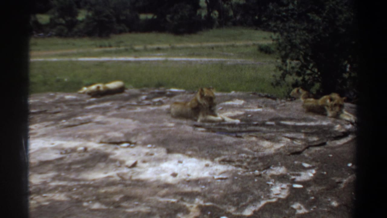 Lionesses remain lying on a rock, partly framed by dark vertical edges.