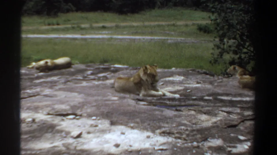 1969 Khartoum 8mm still with a seated lioness on a rock and another lioness resting at the edge.